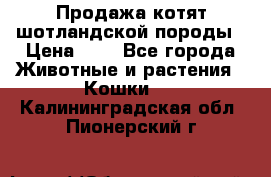 Продажа котят шотландской породы › Цена ­ - - Все города Животные и растения » Кошки   . Калининградская обл.,Пионерский г.